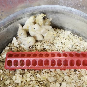 Whatever Came of the Incubator Chicks?