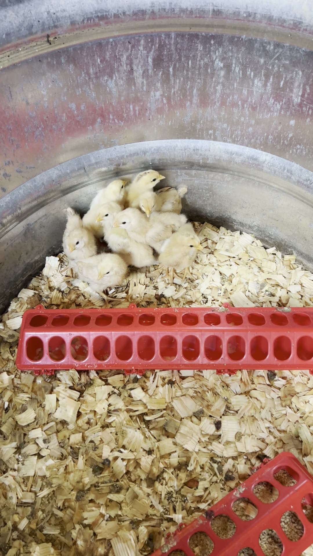 Whatever Came of the Incubator Chicks?