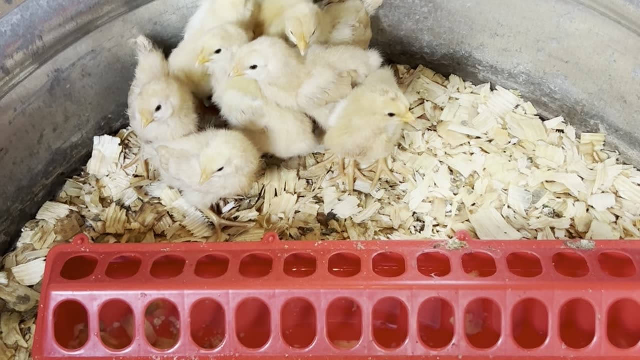 Whatever Came of the Incubator Chicks?