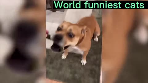 Animals Funny Videos 😂 #shorts #funnyvideos #animalfunnyscene