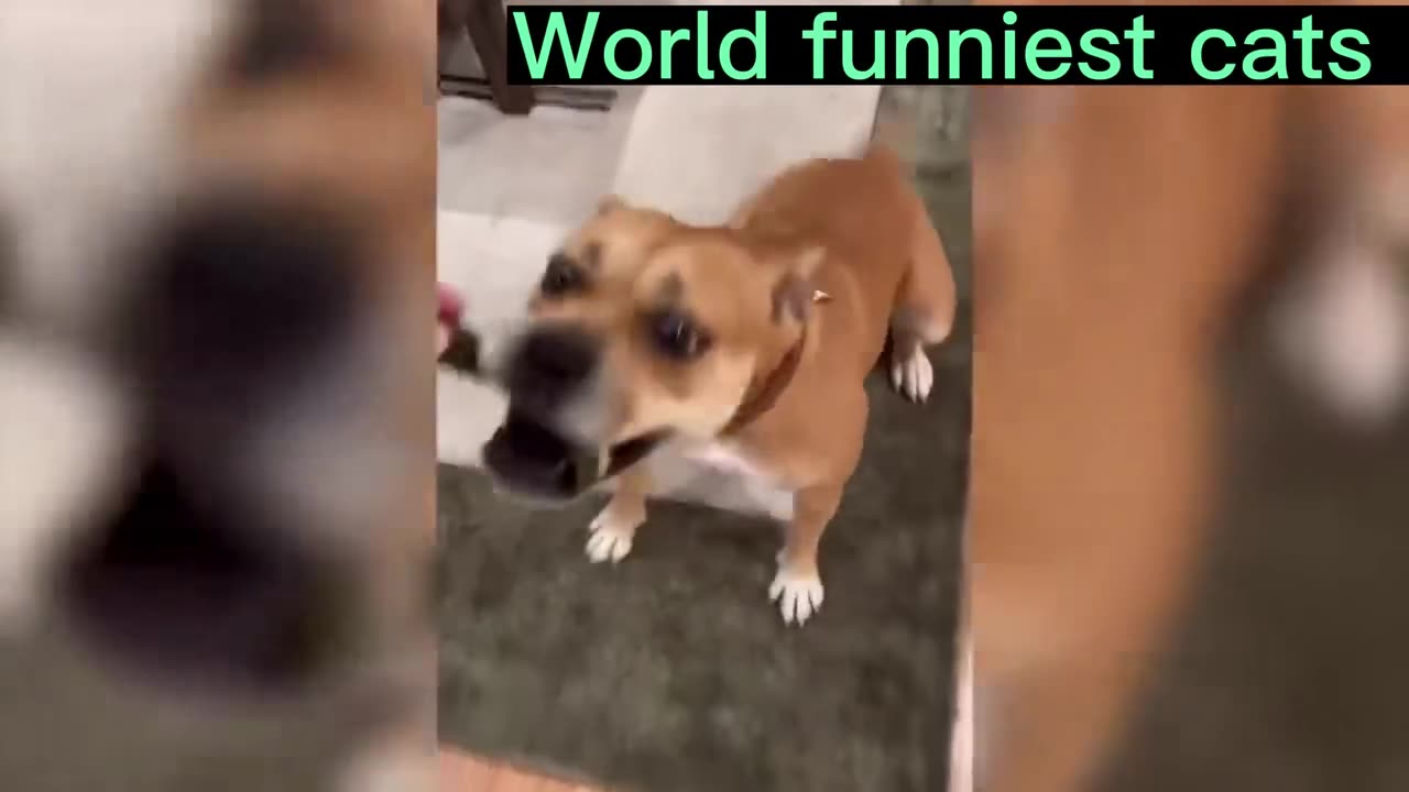 Animals Funny Videos 😂 #shorts #funnyvideos #animalfunnyscene