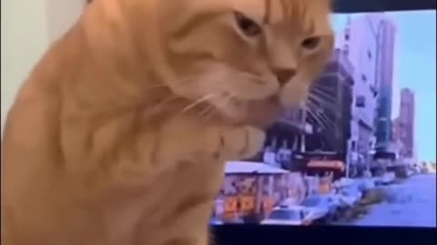 Funny cats |funny|shorts