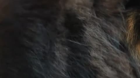 Mastering Pomeranian Grooming_ Tips & Tricks!