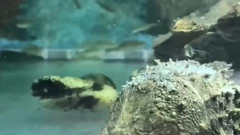 You see if I'm moving fast snapping turtle
