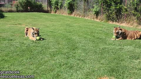 If You Give a Tiger a Melon