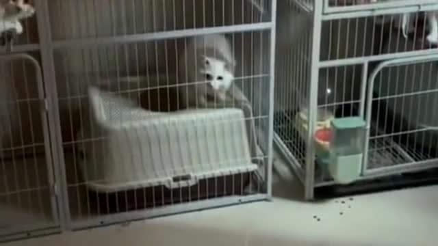 409_When my friend was not at home and asked me to help her feed the cats #cat #