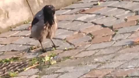A Bird Lookink for food&Cleaning the street😂