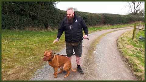 How To Stop Your Dog PULLING On The Leash - EXTREME CASE