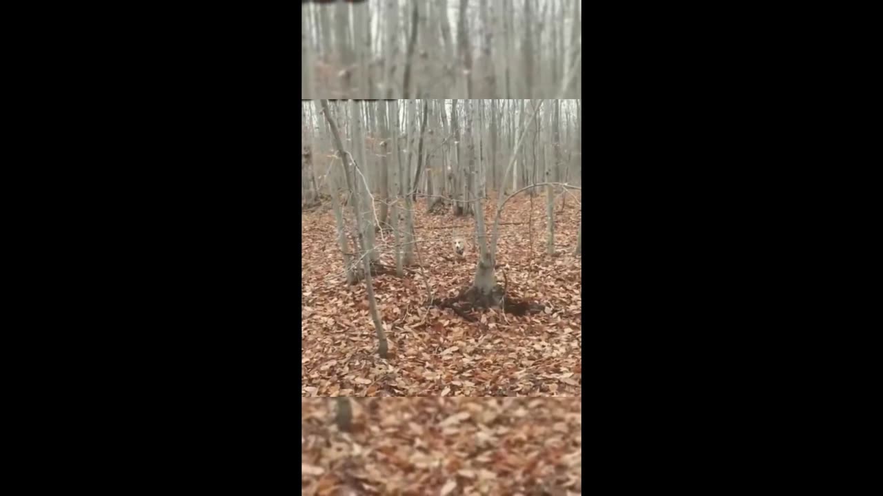 Funny animals - Funny cats / dogs - Funny animal videos 2023 11