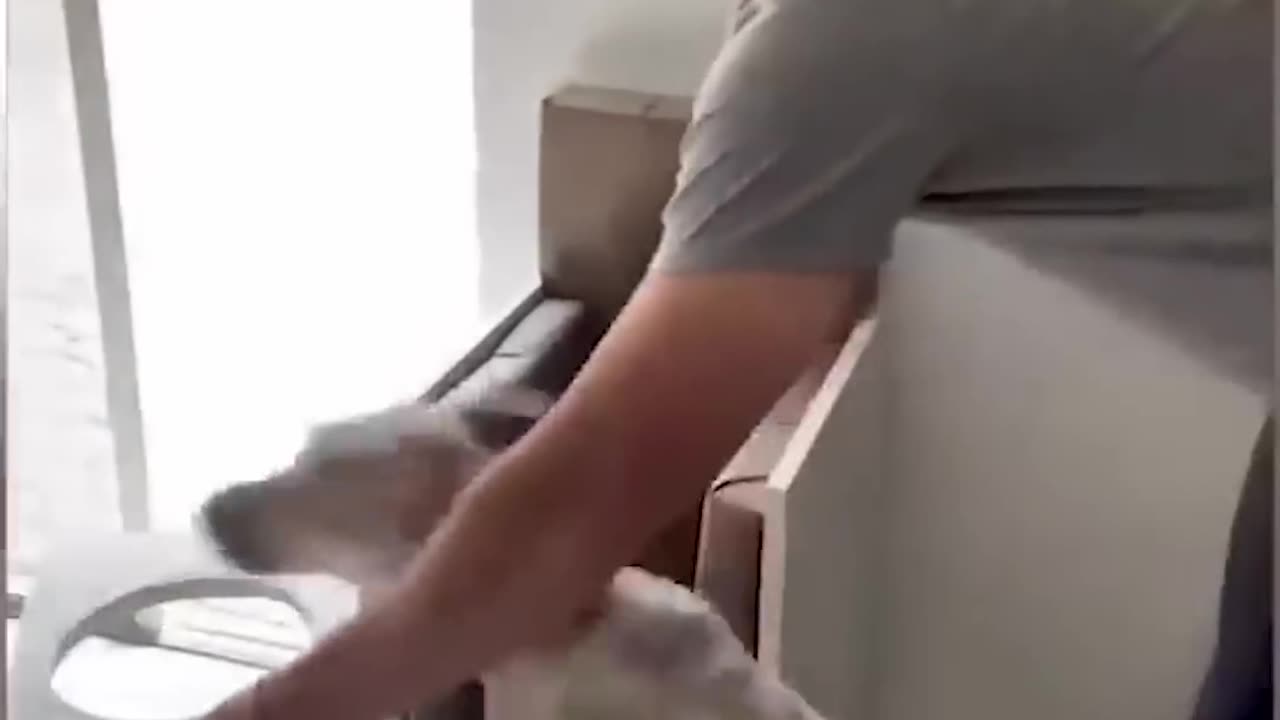 Funny animal video of the day