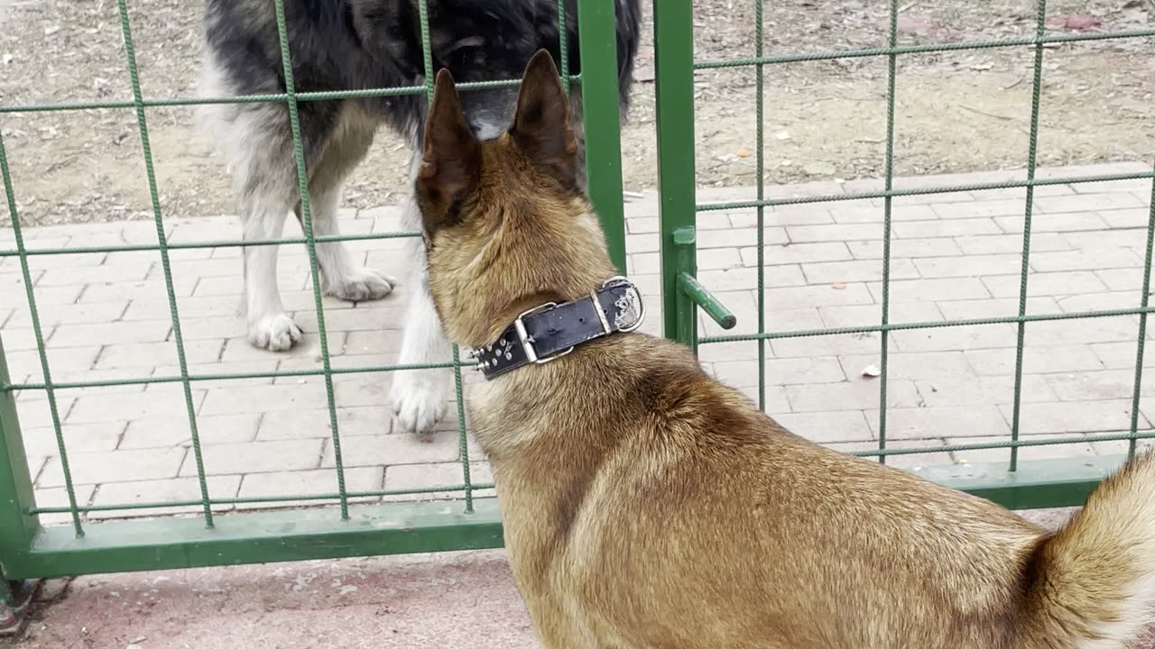 Tora blegianmalinois playing love dog the best friends