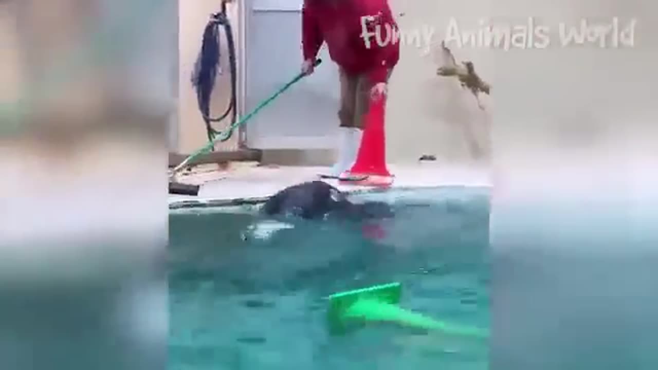 Funniest Cats And 😂😂 Videos Funny ##viral #12
