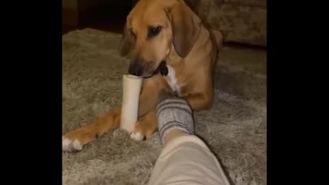 Best Of The 2020 Funny Animal Videos 😁 - Cutest Animals Ever