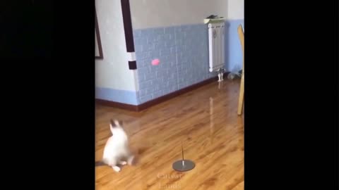 stupid dog