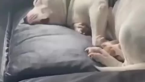 Cat and dog duo thay will never let you get bored🐱🐶