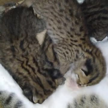 How long do kittens suckle on their mother?