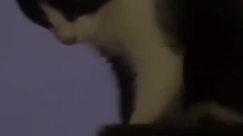 Cute cats 😍😻😻😍