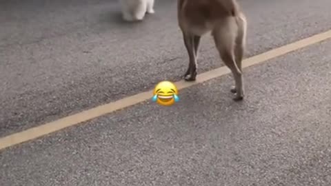 TRY NOT TO LAUGH - FUNNY CAT AND DOG VIDEO