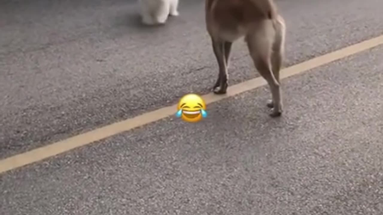 TRY NOT TO LAUGH - FUNNY CAT AND DOG VIDEO
