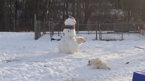 Peeing on the snowman