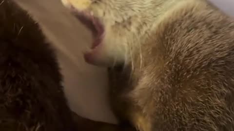 Putting the Otter to Sleep
