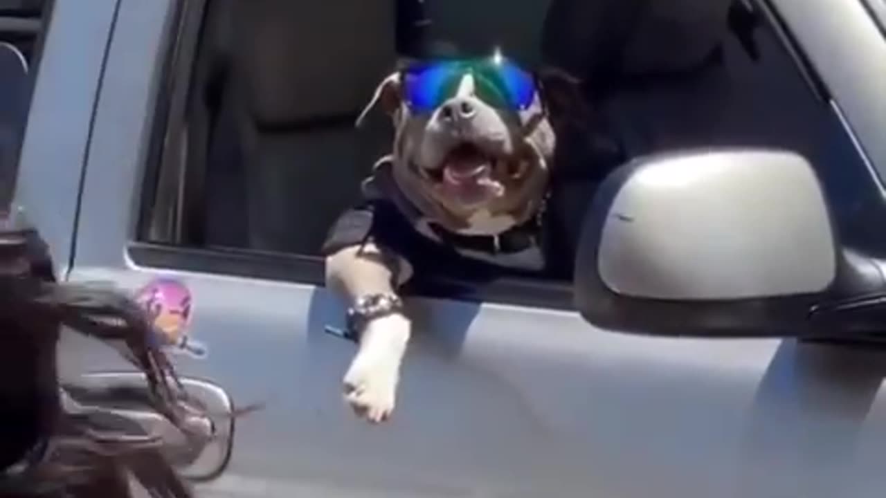 Bulldog!!! Snoopdog!!!