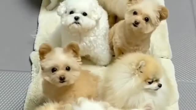 many cute puppies