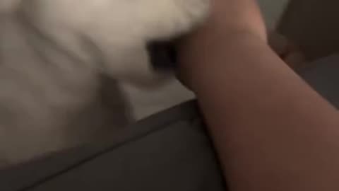 🐾🤣 Animal Antics: The Funniest Pets on the Planet! 😆 Part 58