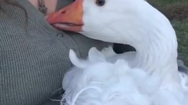 Dramatic Goose Hides Face in Owner's Lap After Getting Attacked By Chickens