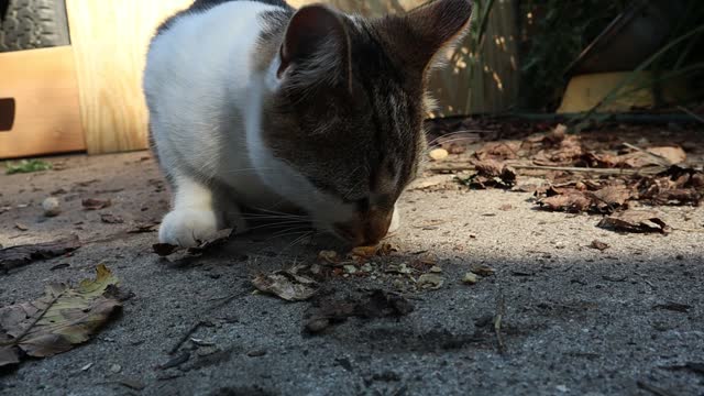 Six Toed Cat Eating Peanuts, Enjoy