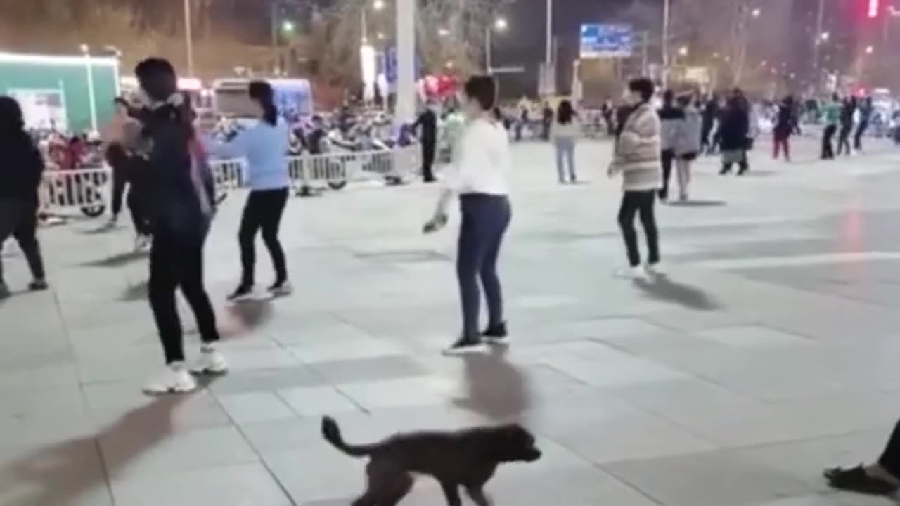 #519 The funniest animals 2023 π Funny videos about cats and dogs πΊπΆ #shorts.mp4