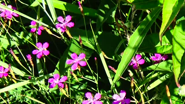 Maiden Pink