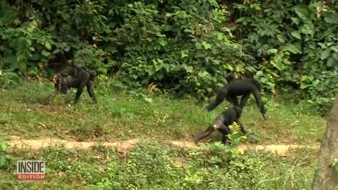 Baby Chimp Finds New Family After His Mom Rejects Him
