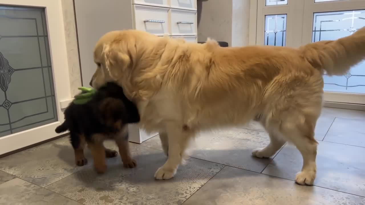 Golden Retriever doesn't want to share his toys with German Shepherd Puppy