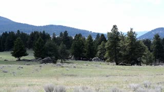 trees and rocks in a pasture 2