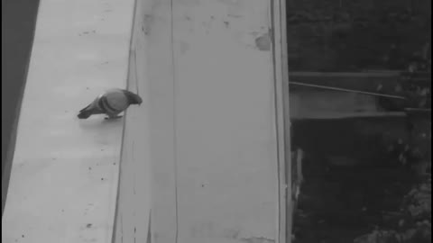 Pigeon jumps to its death
