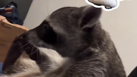 The raccoon sniffed his😉