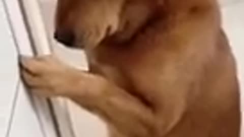 Dog fun