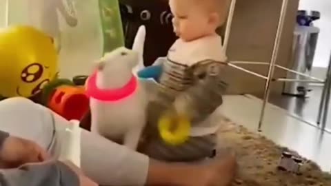 Cat Vibe😺 & Angry Dog Dare You Not To Laugh -funny animals
