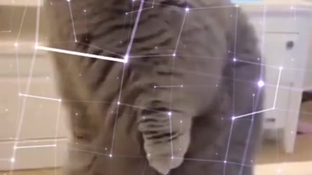 Funniest Military Cat ๐Cute Funny Pets ๐ Botaku Pets