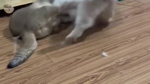 Hilarious Brown Cat Battle: Feline Funnies Unleashed in Epic Fight Video!