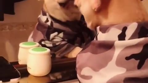 Animaux Drôles et mignons Compilation