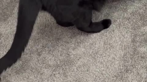 Adopting a Cat from a Shelter Vlog - Cute Precious Piper Inventories the Shipping Supplies #shorts
