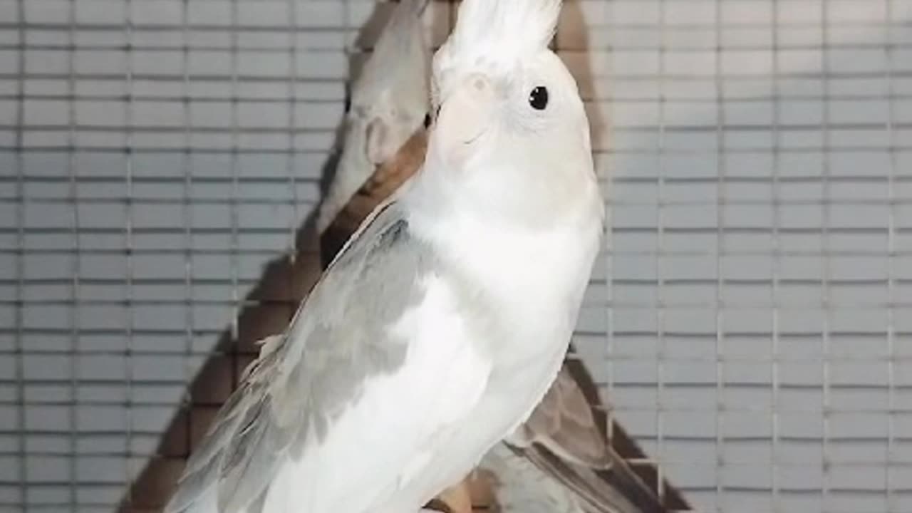 Cockatiel