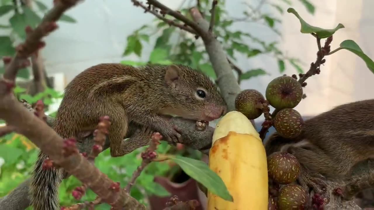 Cute Baby Animal Videos Cute Moment of Baby Animal - Cutest Animal on Earth that you ever seen