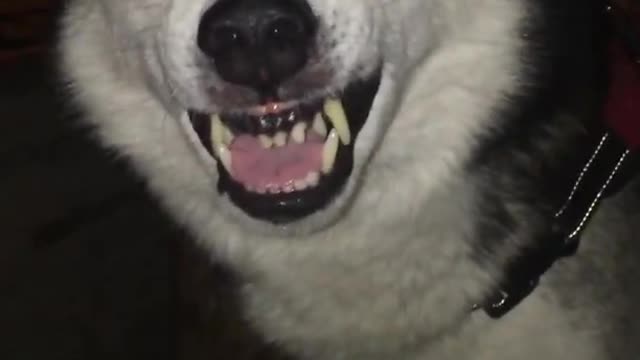 Husky dog is very fierce