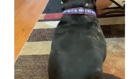 Dog funny video