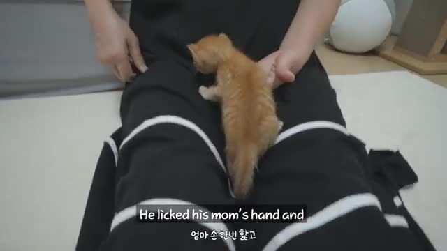It's a very cute act that only baby kittens do, not cats!