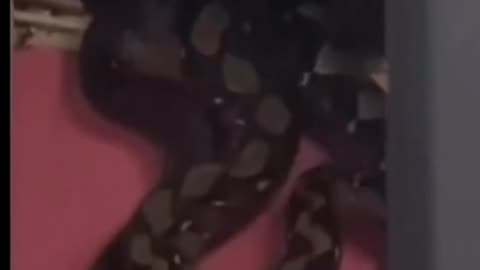 Two giant python on a family celling.