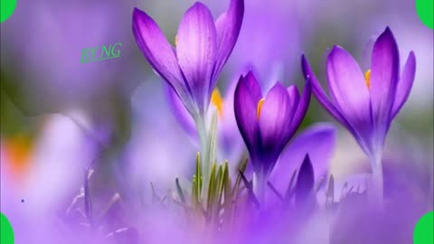 የዋልክበት _ የሺመቤት ዱባለ ከግጥም ጋር የተዘጋጀ (Yewalkbet - Yeshimebet Dubale With Lyrics June 18, 2023